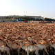 Camels being exported from Somalia to the Middle East.